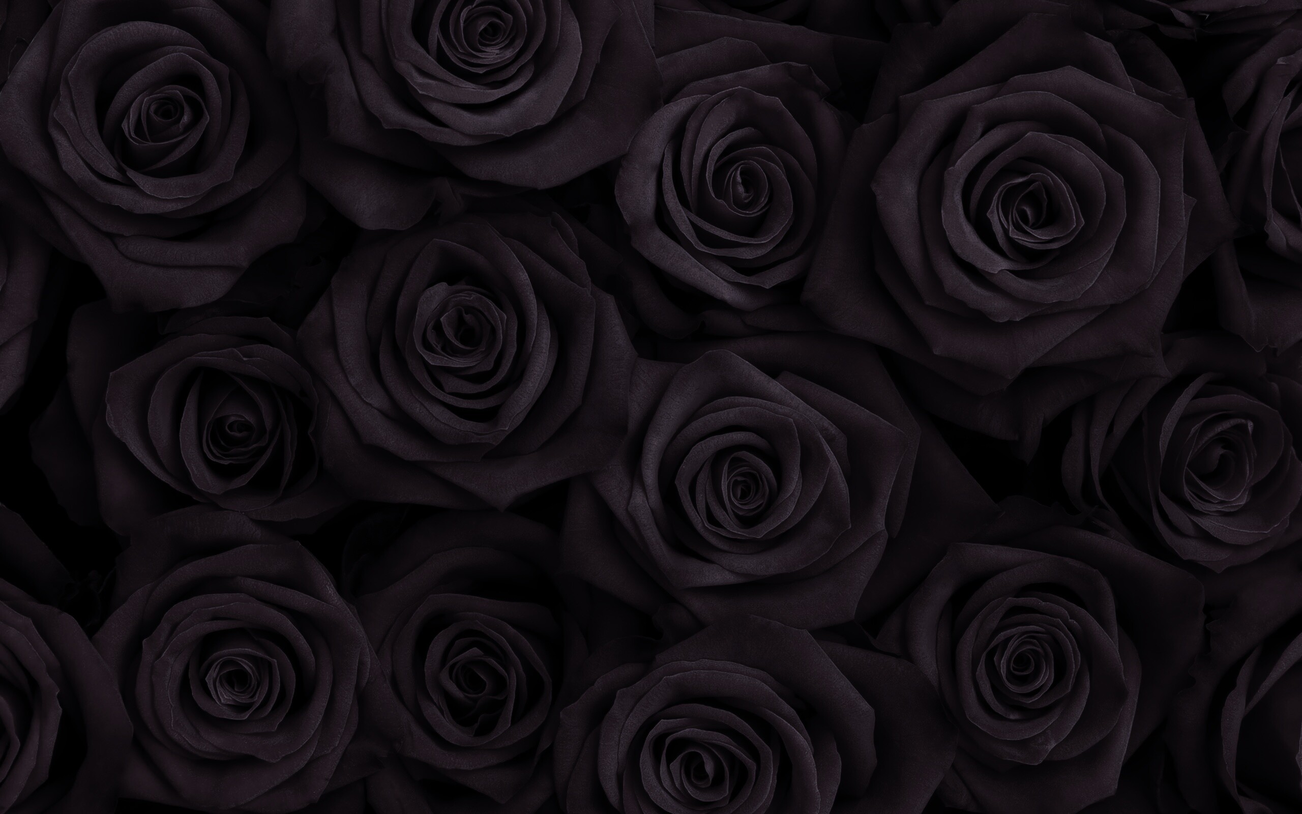 Черная картинка. Темный фон. Темные розы. Черная роза. Красивый темный фон.