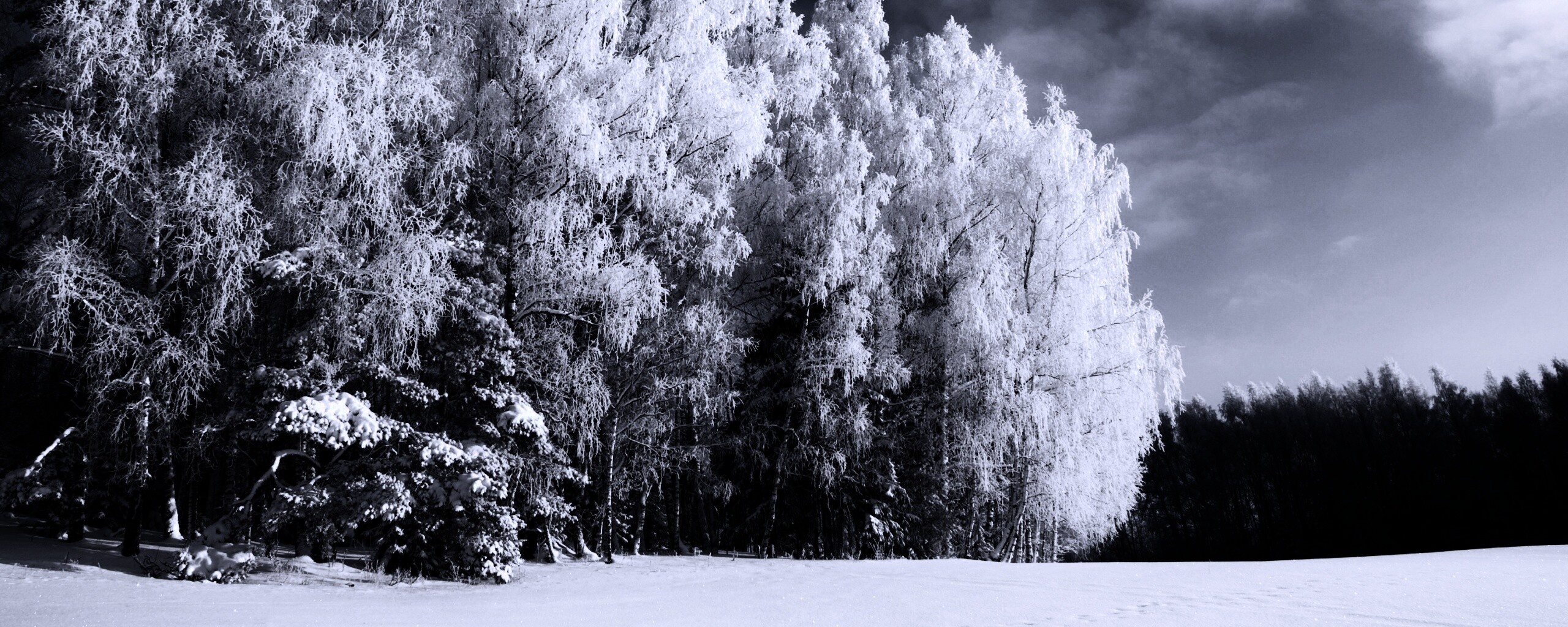 деревья снег бесплатно