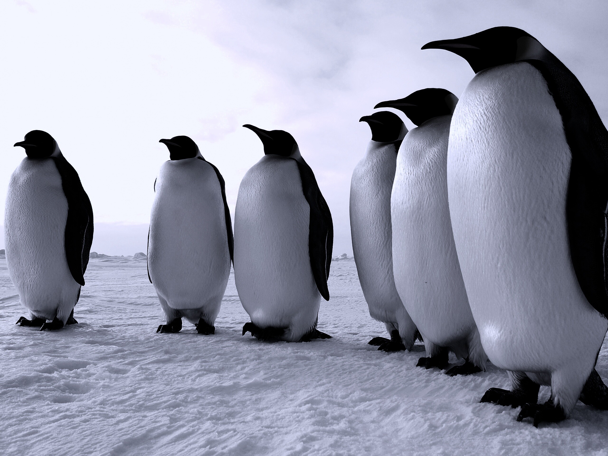 Слет пингвинов обои