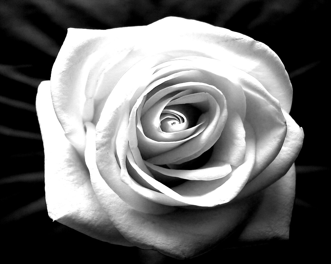 Белая роза обои