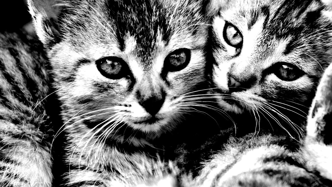 Котята в обнимку обои