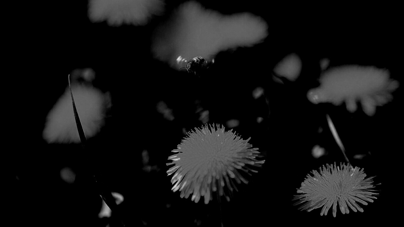 Пчёлка пролетает над одуванчиками обои