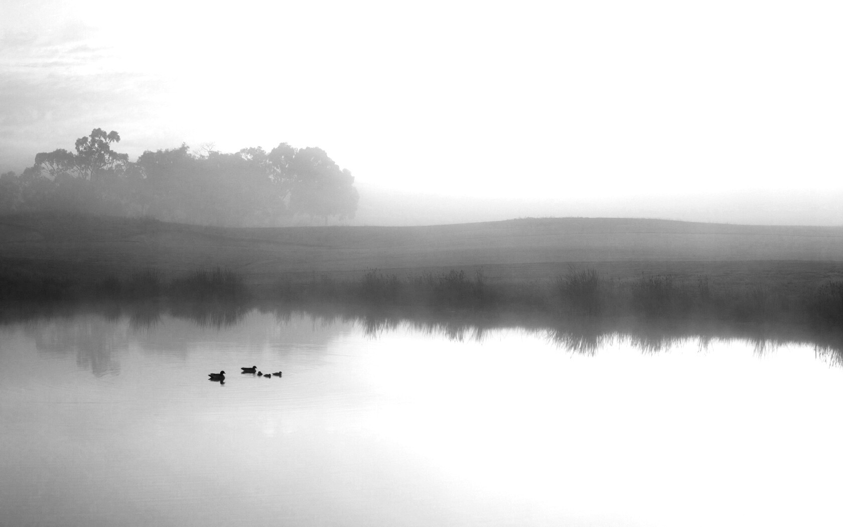 Ducks on a Misty Pond обои