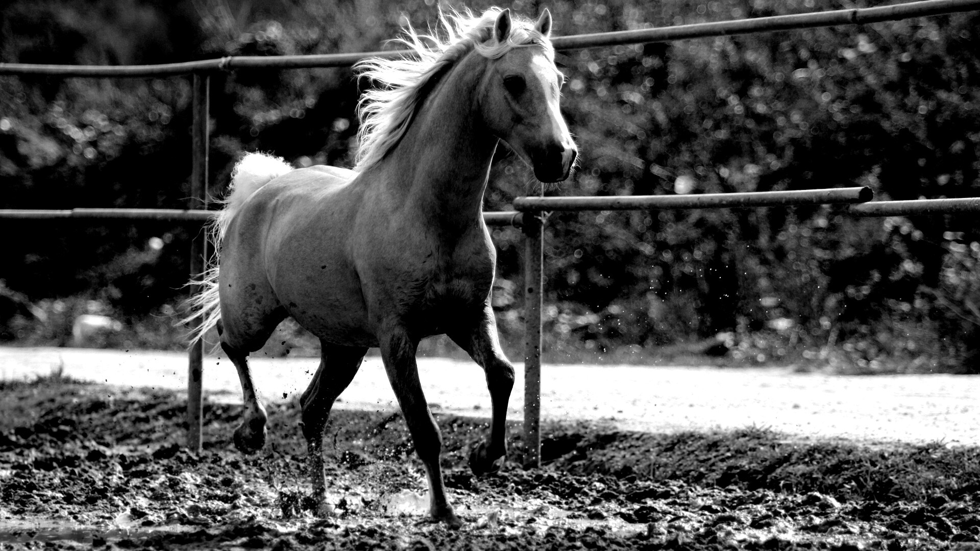 Молодая лошадь. MIDIRADIO молодая лошадь. Ускакала молодая лошадь песня.