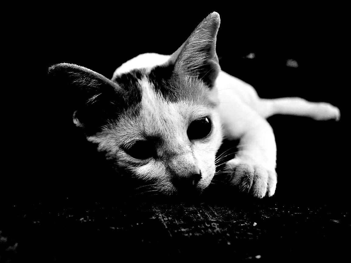 Белый кот на черном полу обои