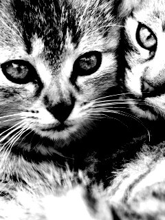 Котята в обнимку обои