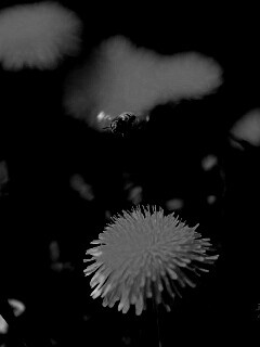 Пчёлка пролетает над одуванчиками обои