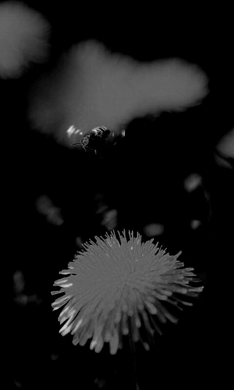 Пчёлка пролетает над одуванчиками обои