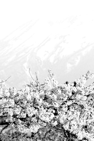 Цветение вишни в горах обои