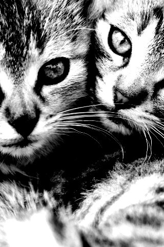 Котята в обнимку обои