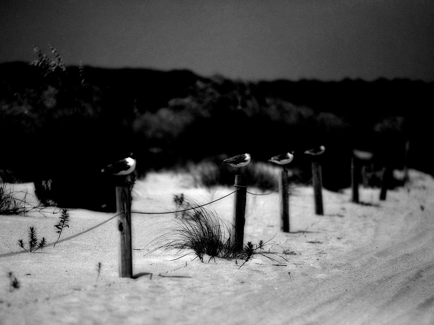 Птички на столбиках обои