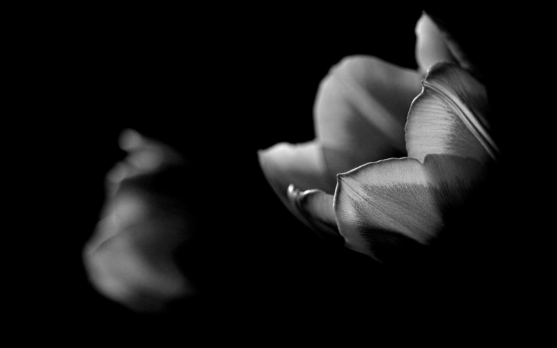 Тюльпаны в темноте обои