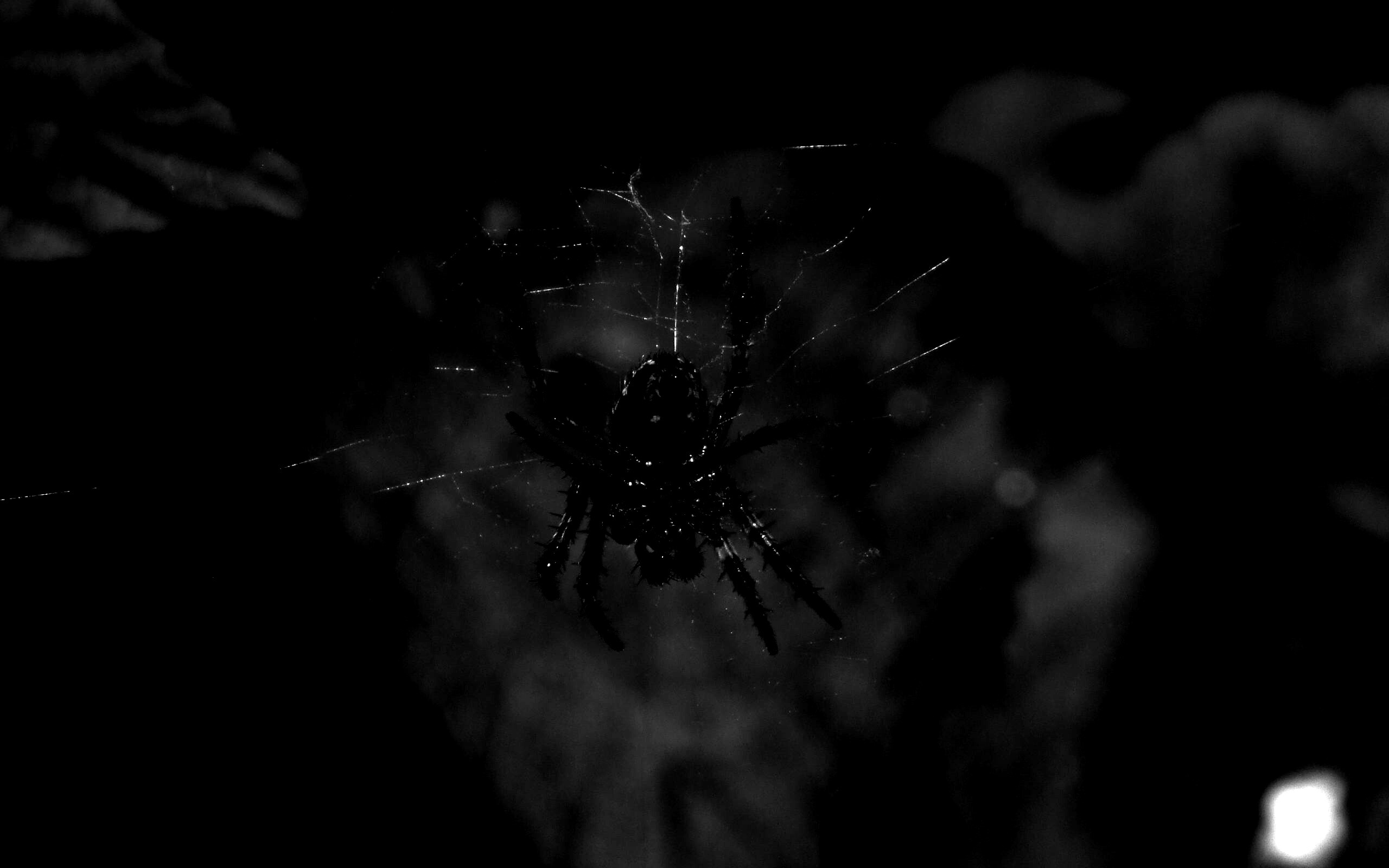 паук паутина без смс