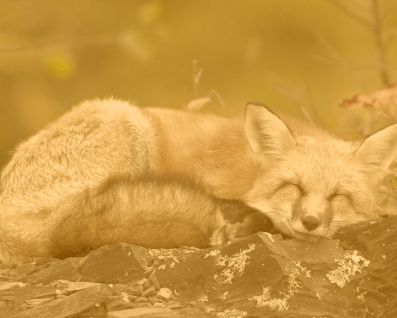 Спящая лиса обои