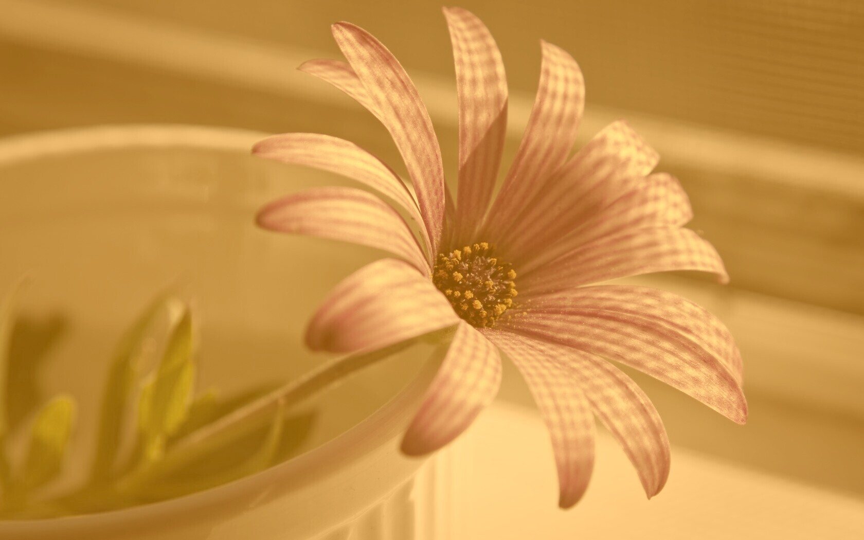 Сиреневый цветок в стакане обои