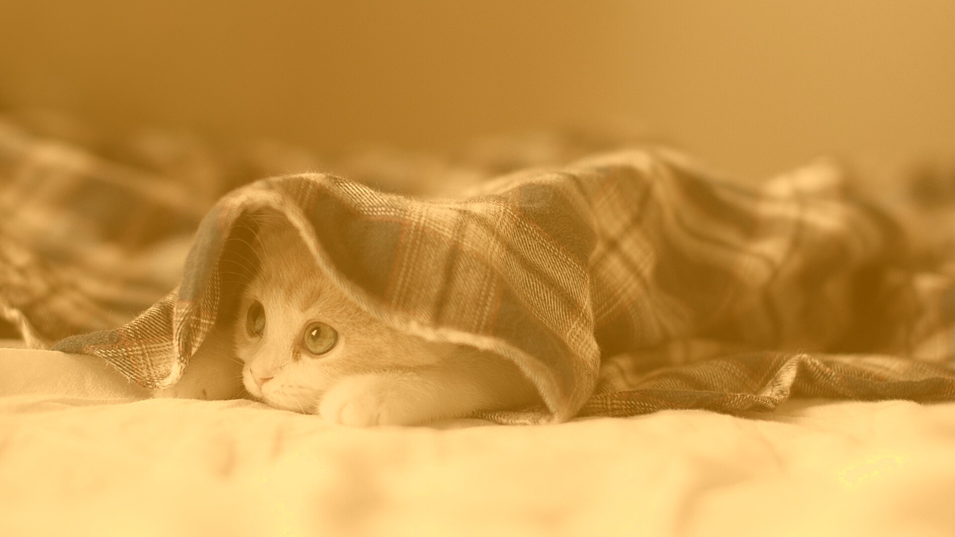 Кот под одеялом загрузить