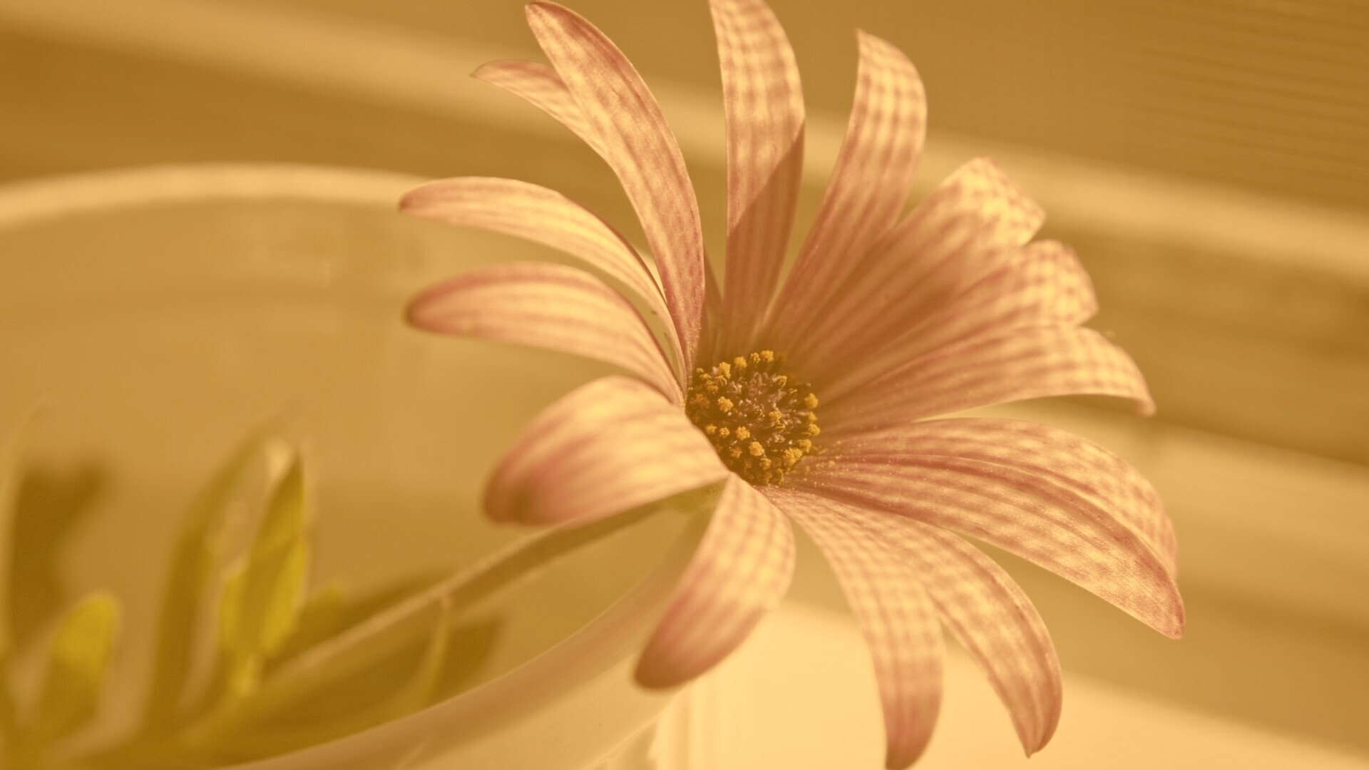 Сиреневый цветок в стакане обои