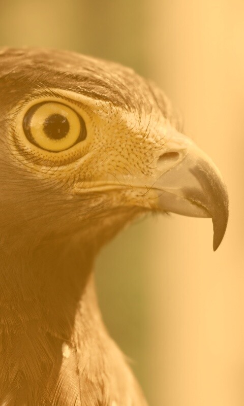 Взгляд орла обои