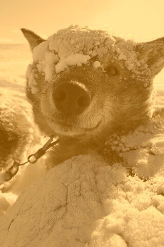 Собачка под снегом обои