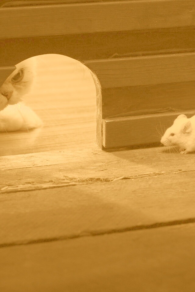 Кошки - мышки обои