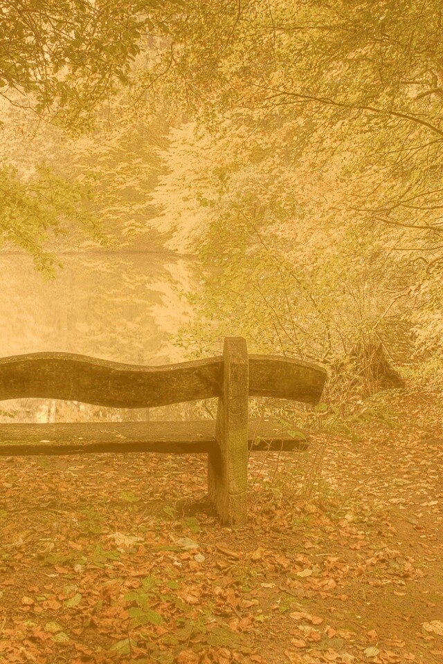 Скамейка в лесу обои