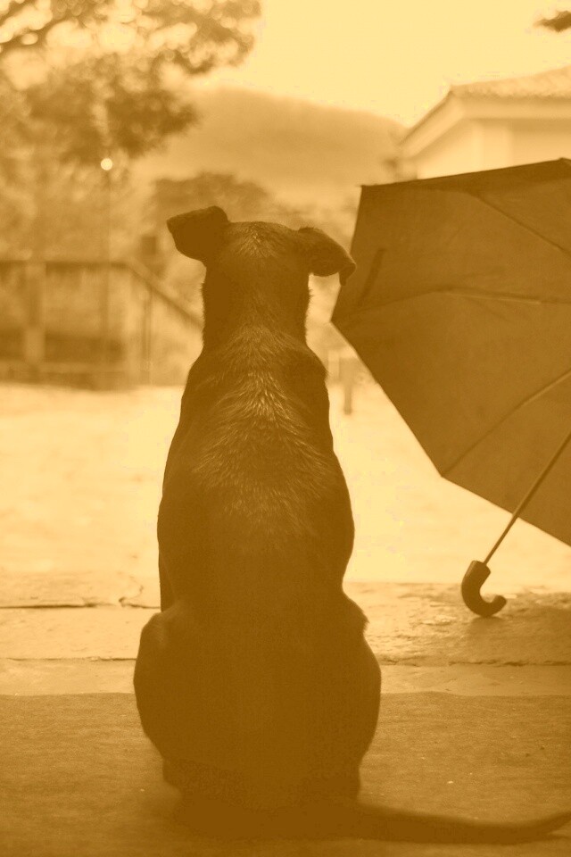 Собака и зонтик обои