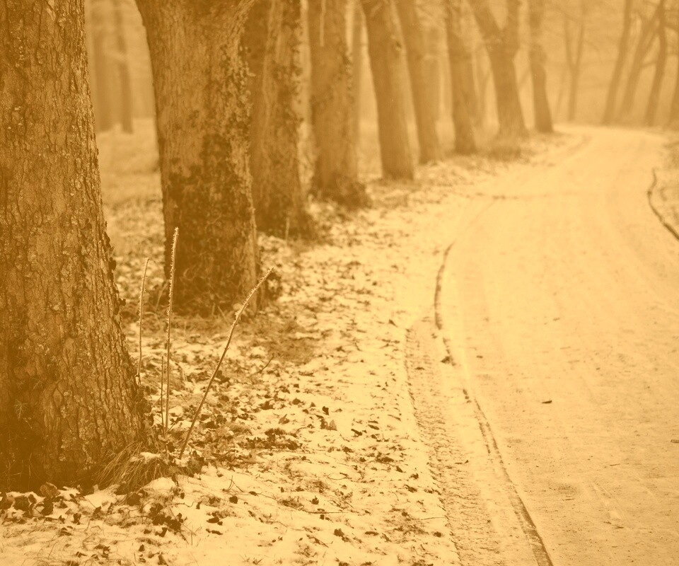 Дорога в зимнем лесу обои