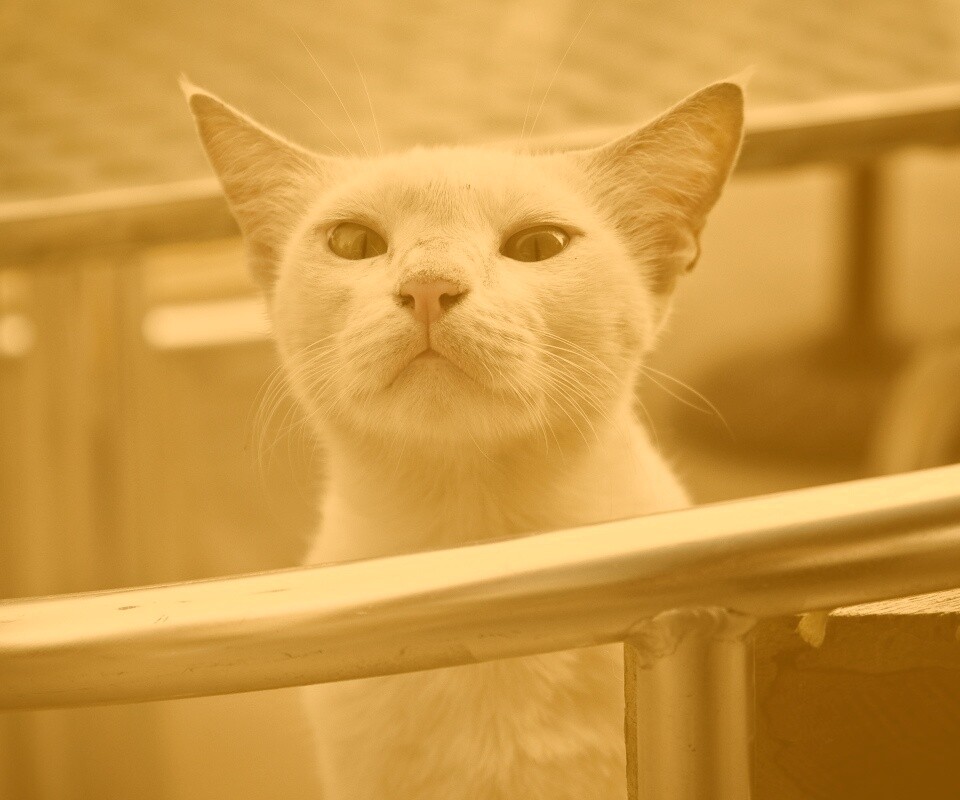 Настороженно принюхивающийся кот обои