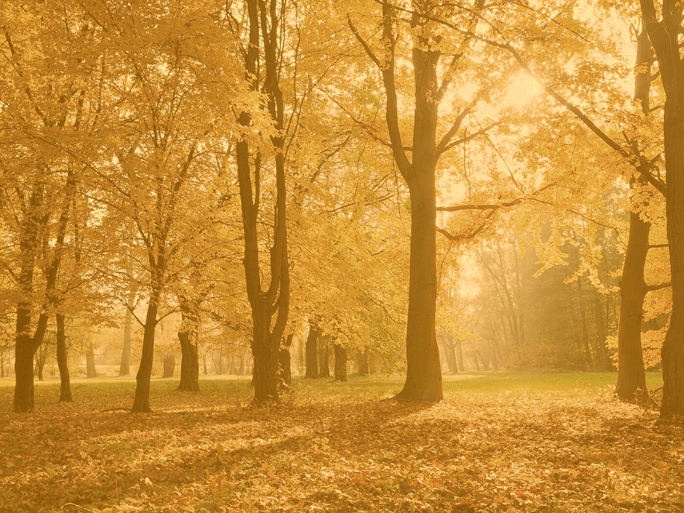 Осенний листопад в парке обои