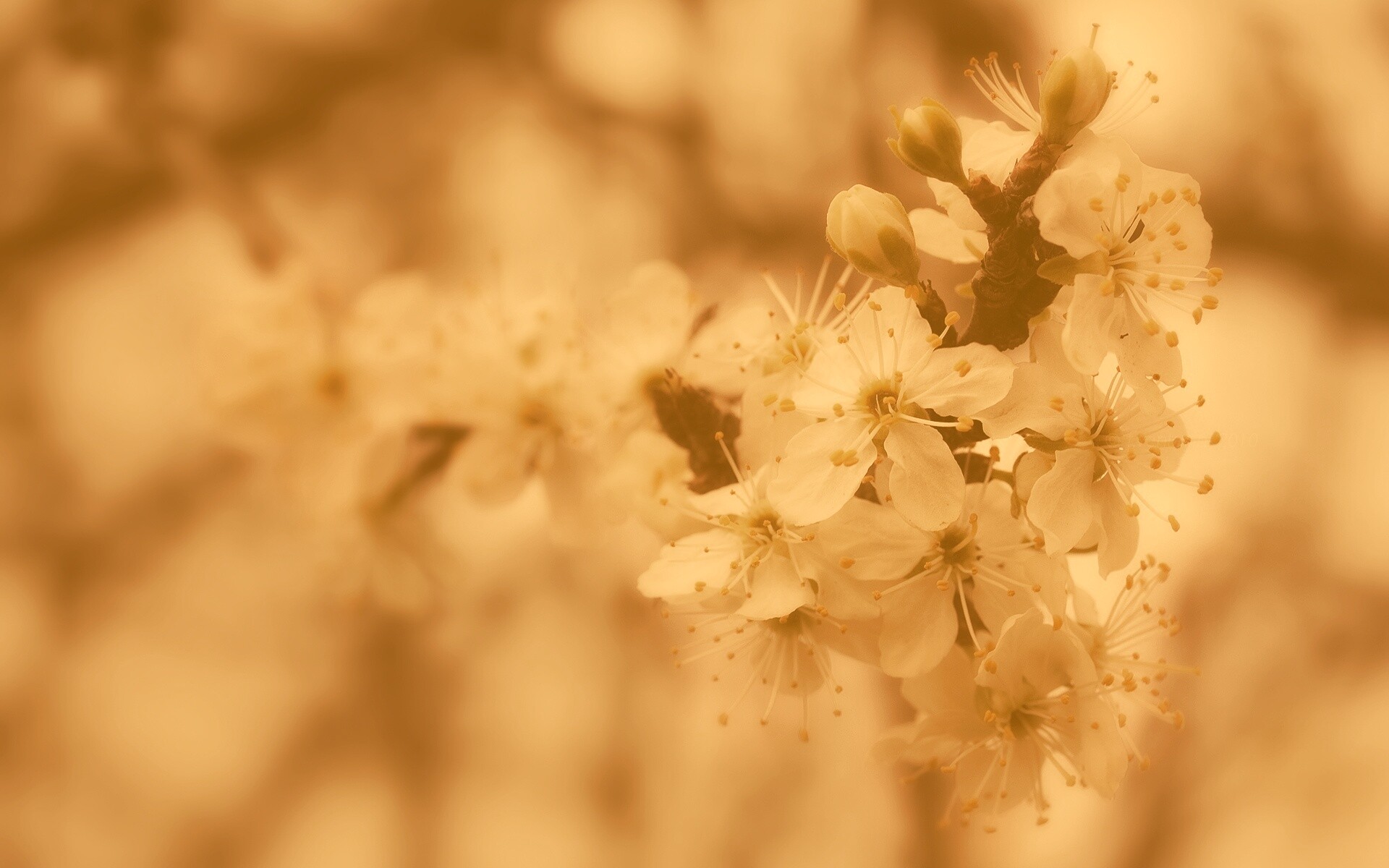 природа белые цветы сакура скачать