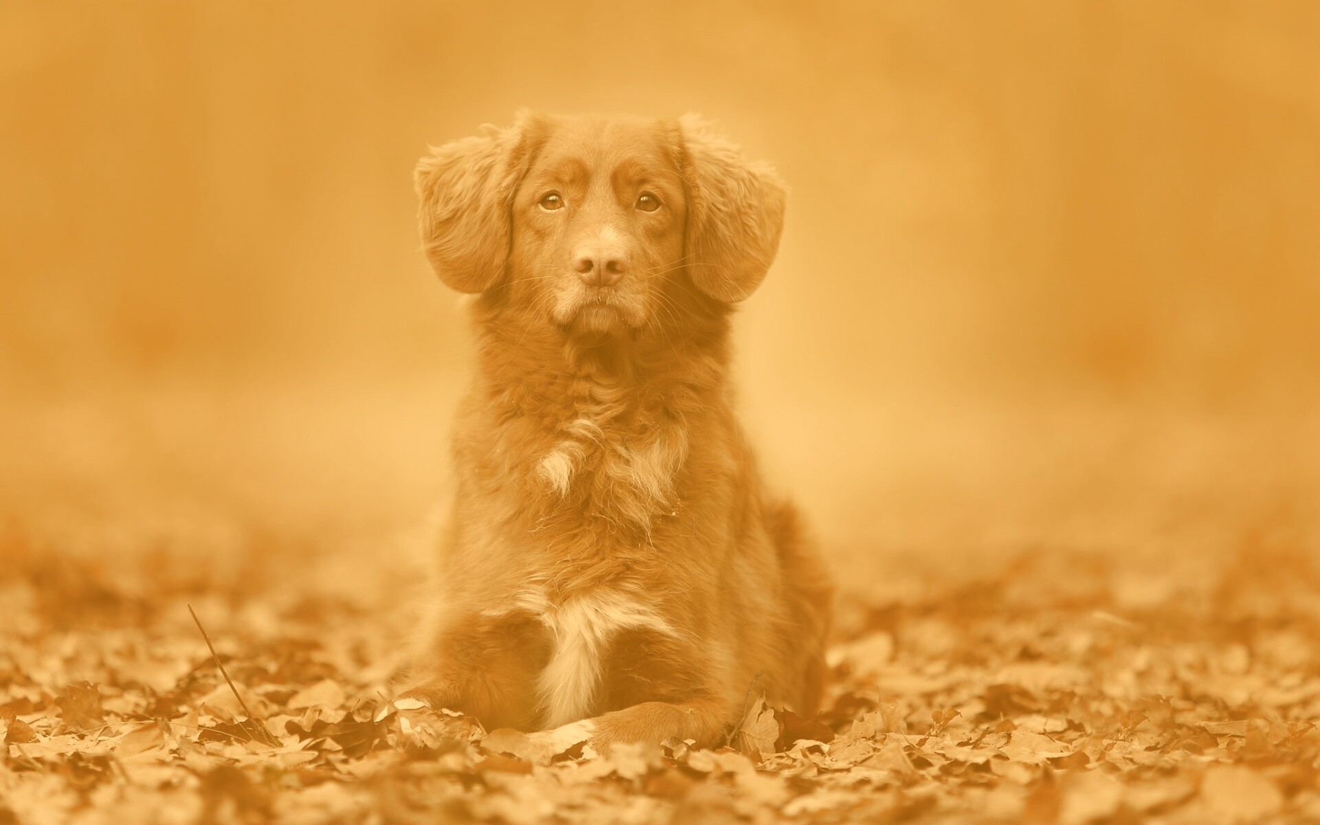 Осенний пес обои