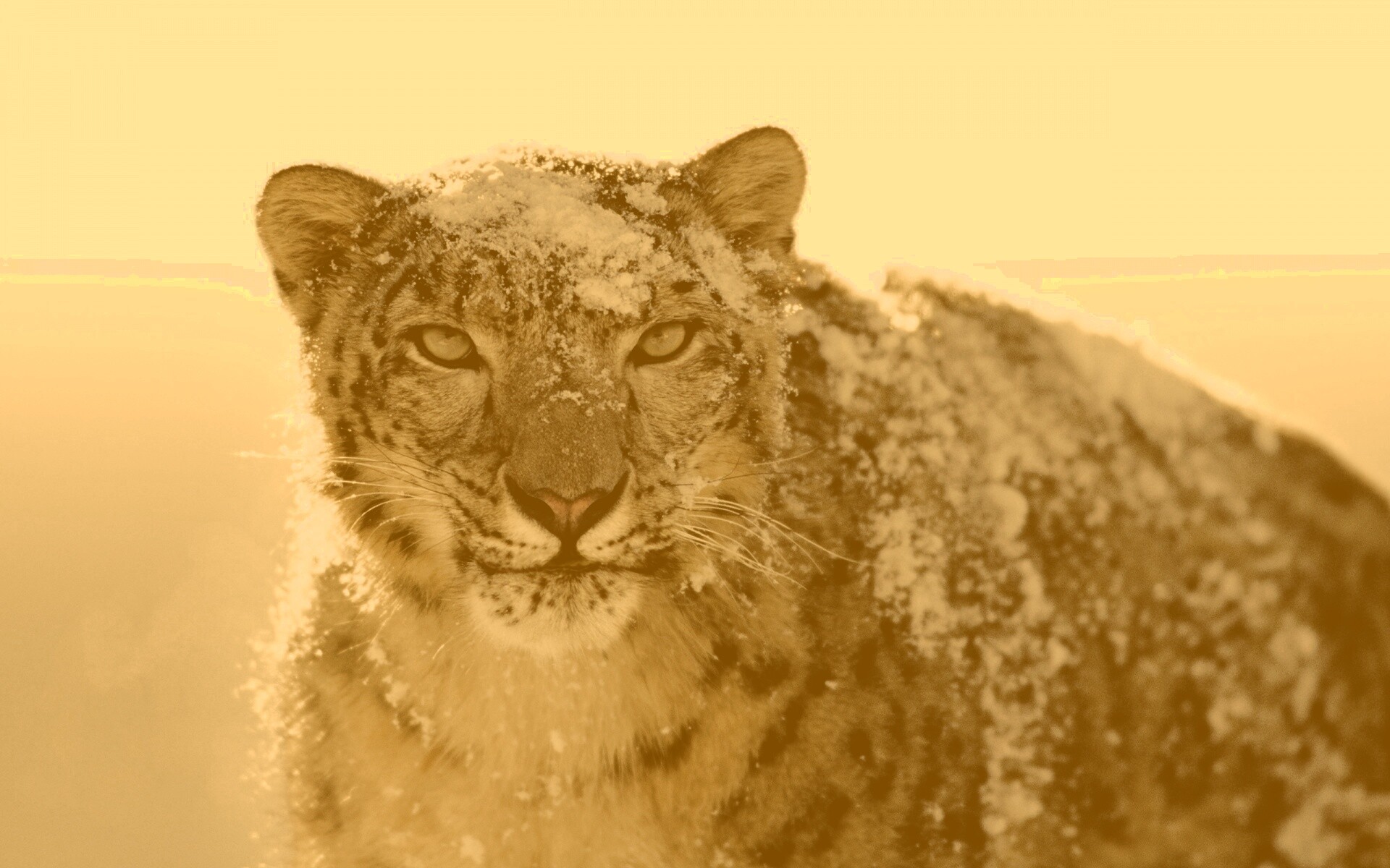 Снежный леопард обои