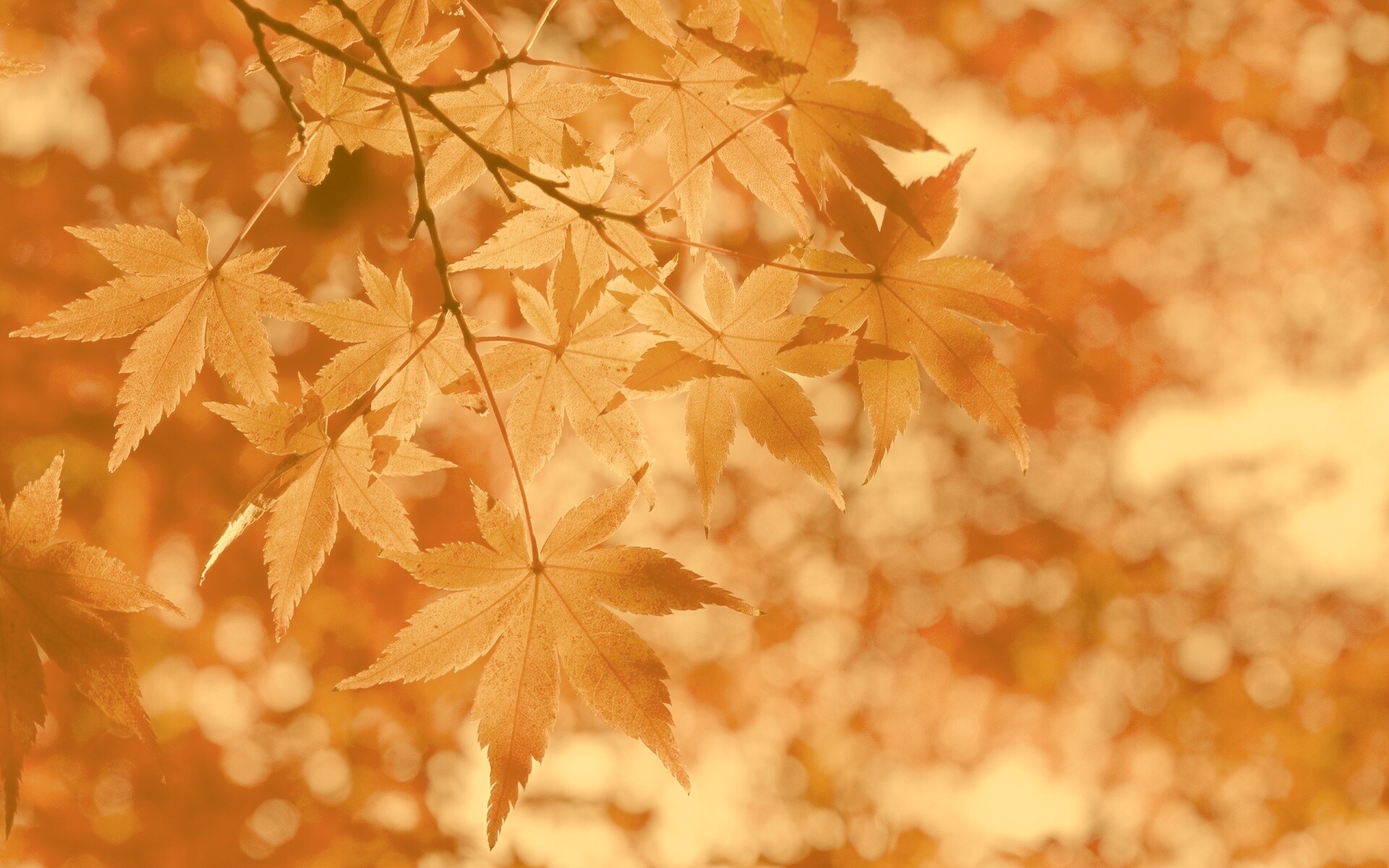 Листья осень без смс