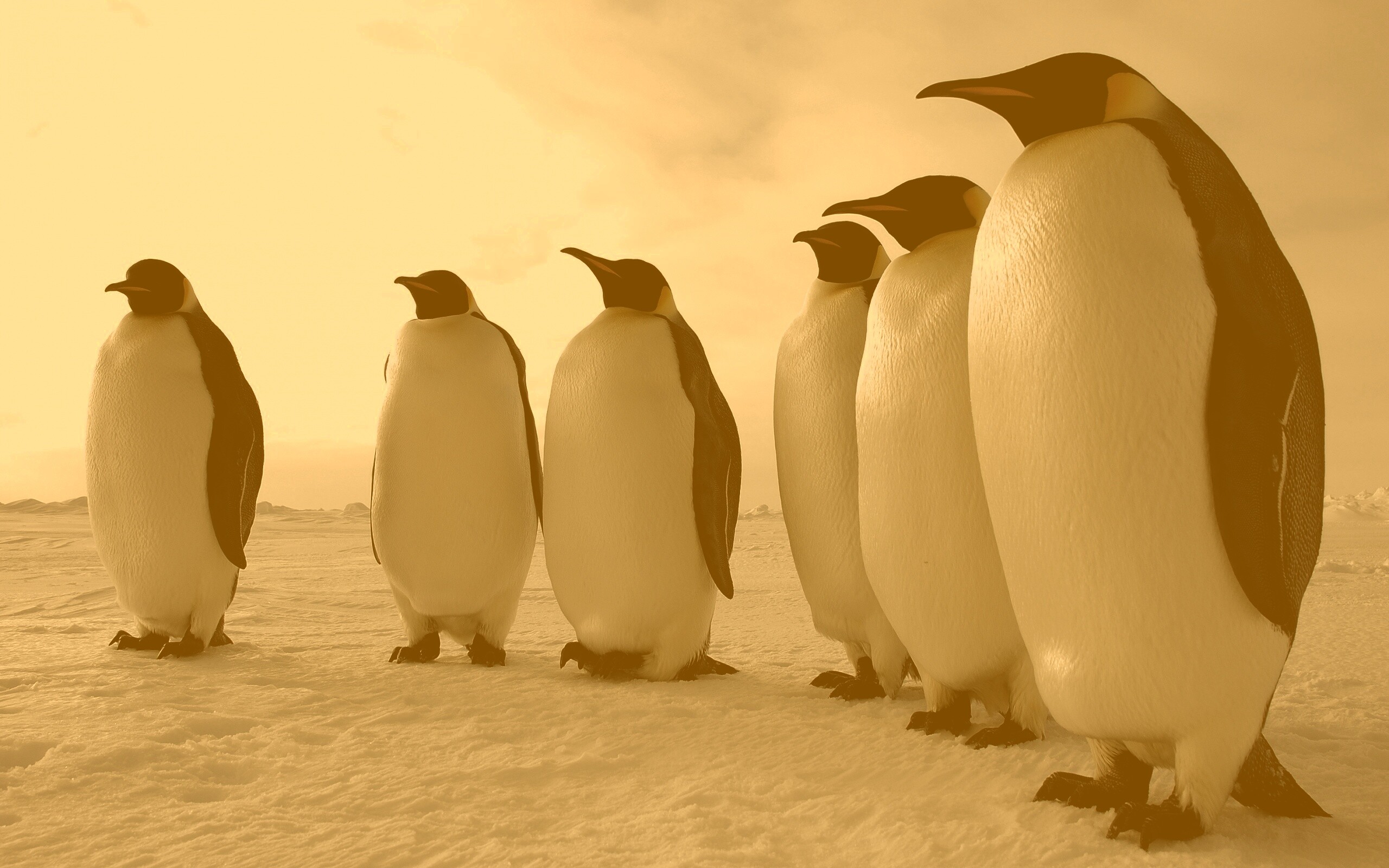 Слет пингвинов обои