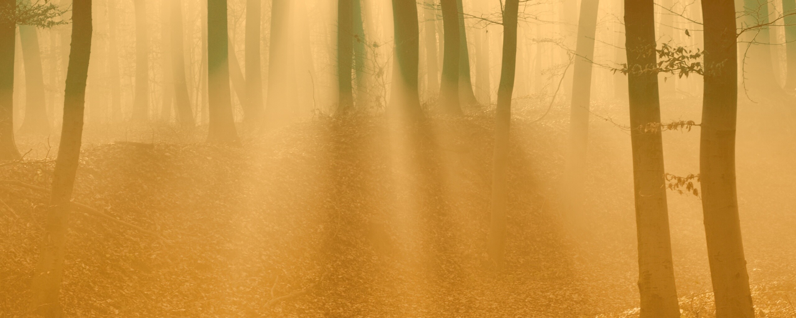 Мистические лес обои