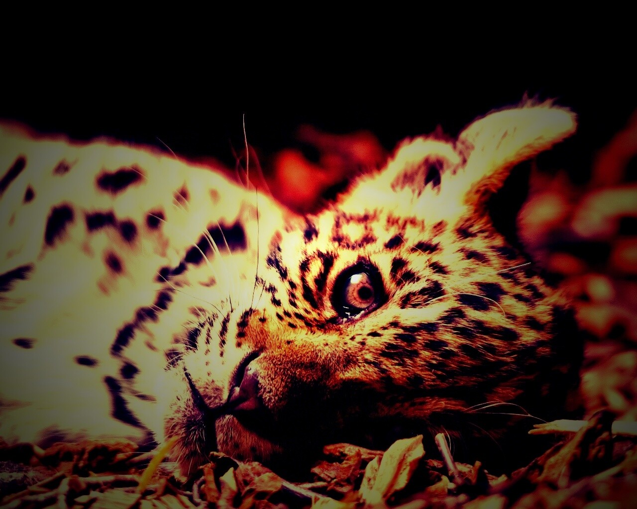 Гепард котенок обои