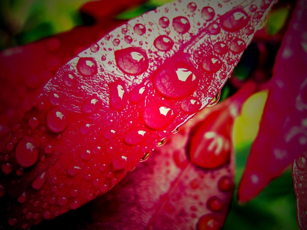Капли росы на красных листьях обои