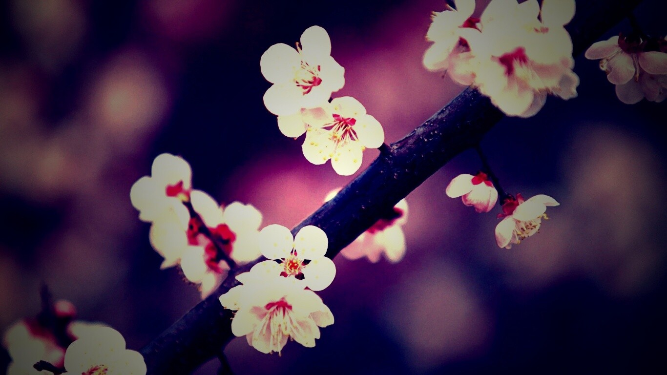 природа белые цветы сакура бесплатно