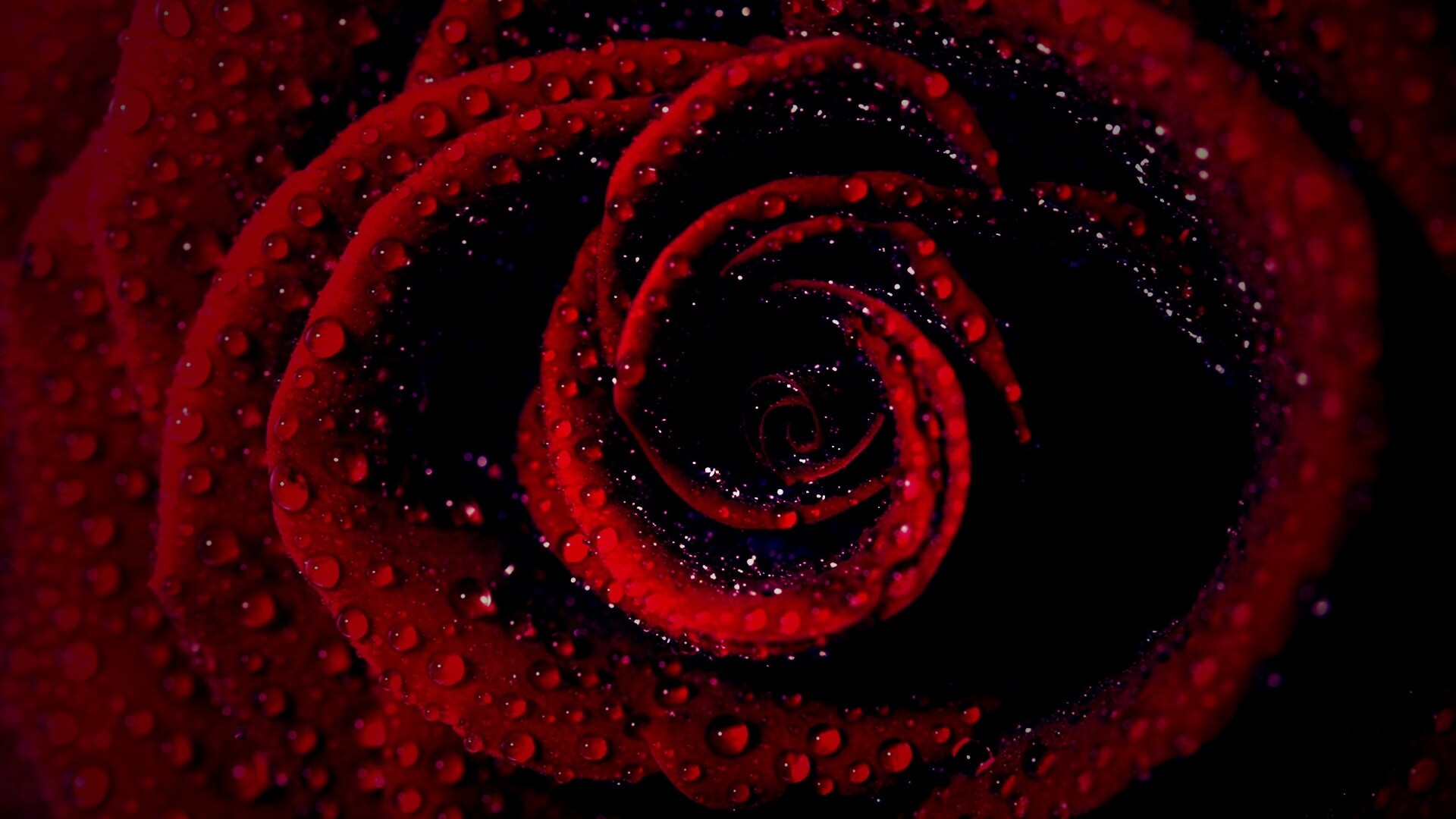 Красная роза обои