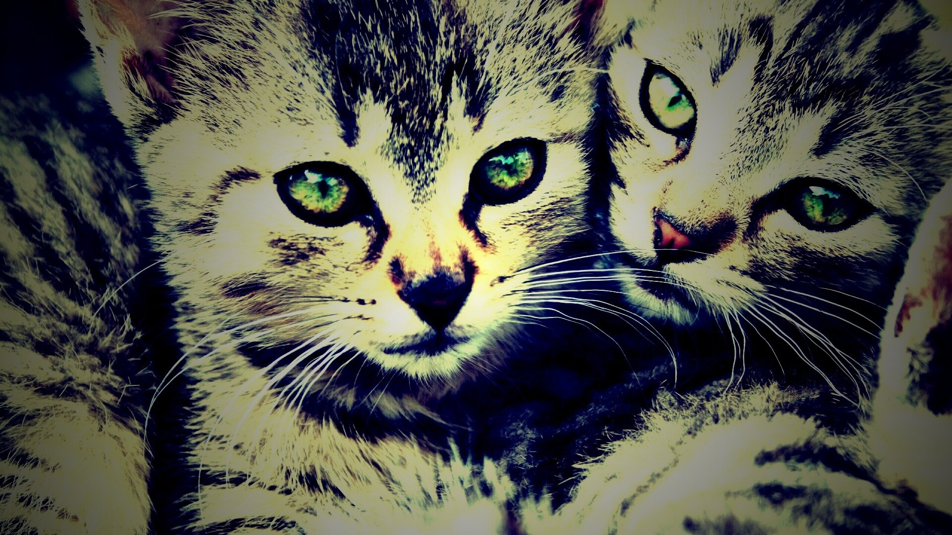 Котята в обнимку обои