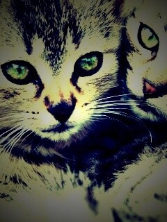 Котята в обнимку обои
