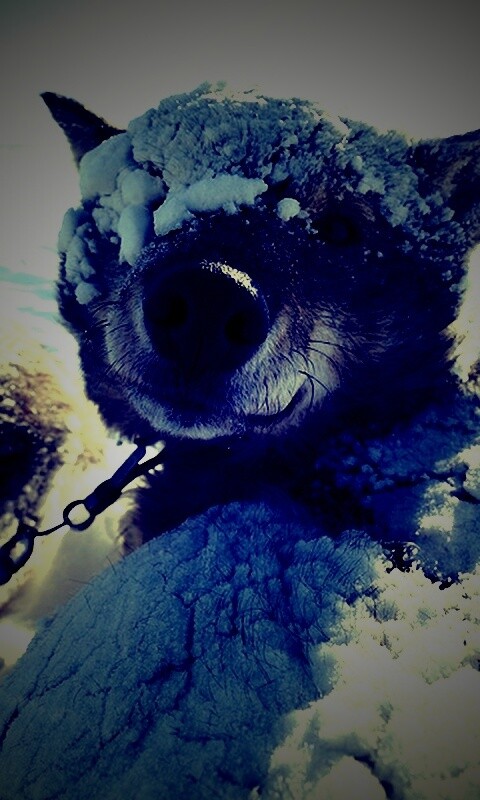 Собачка под снегом обои