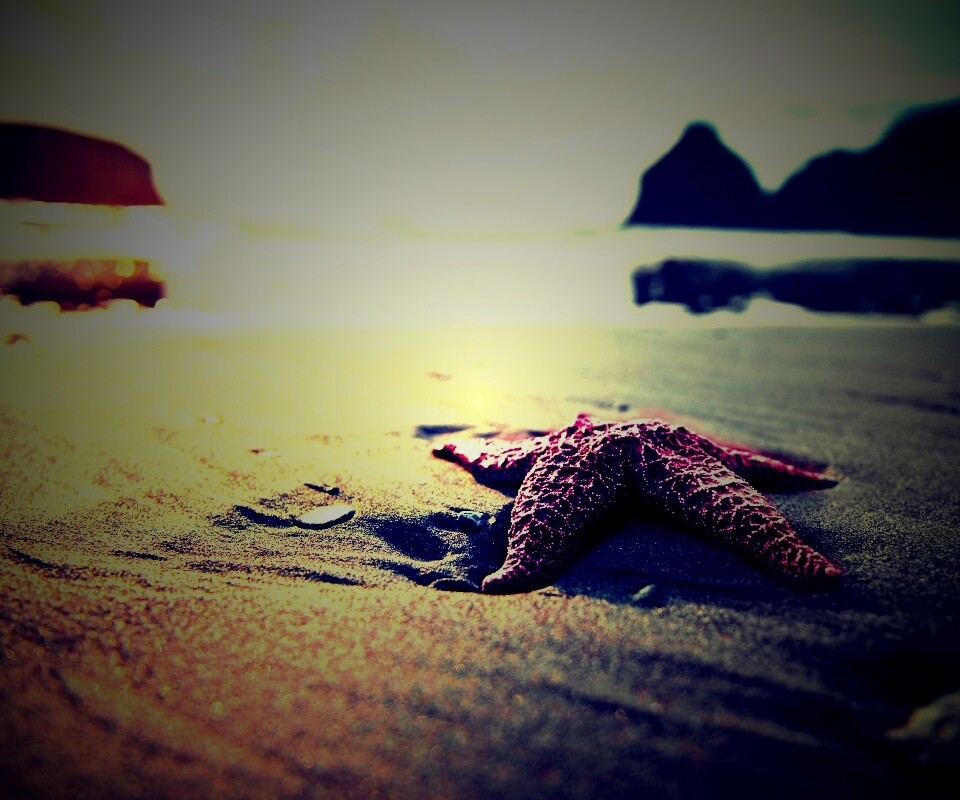 Морская звезда обои