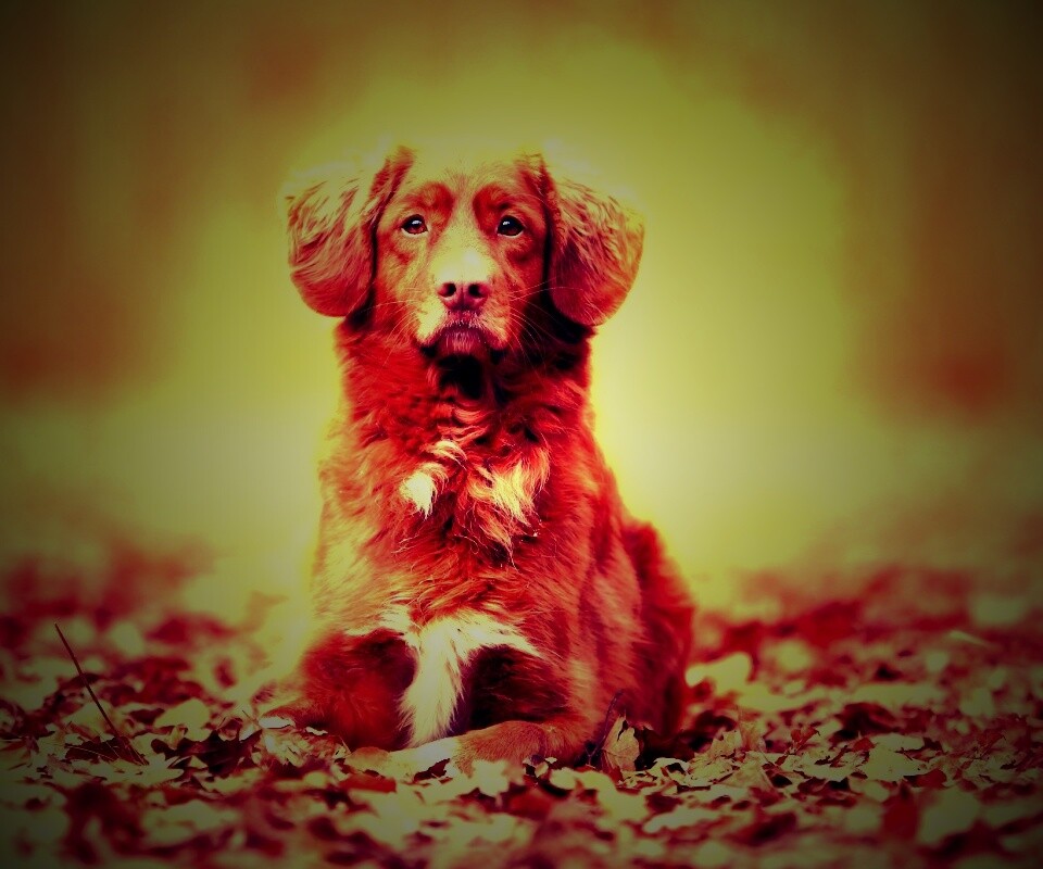Осенний пес обои