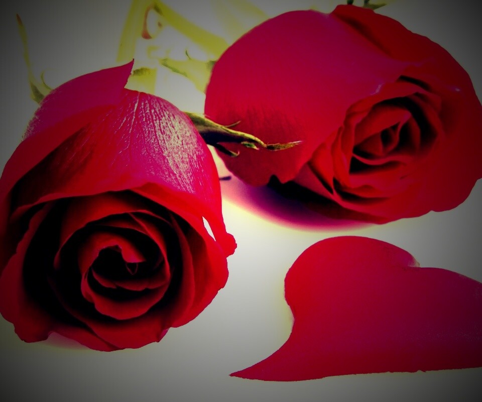 Две красные розы обои