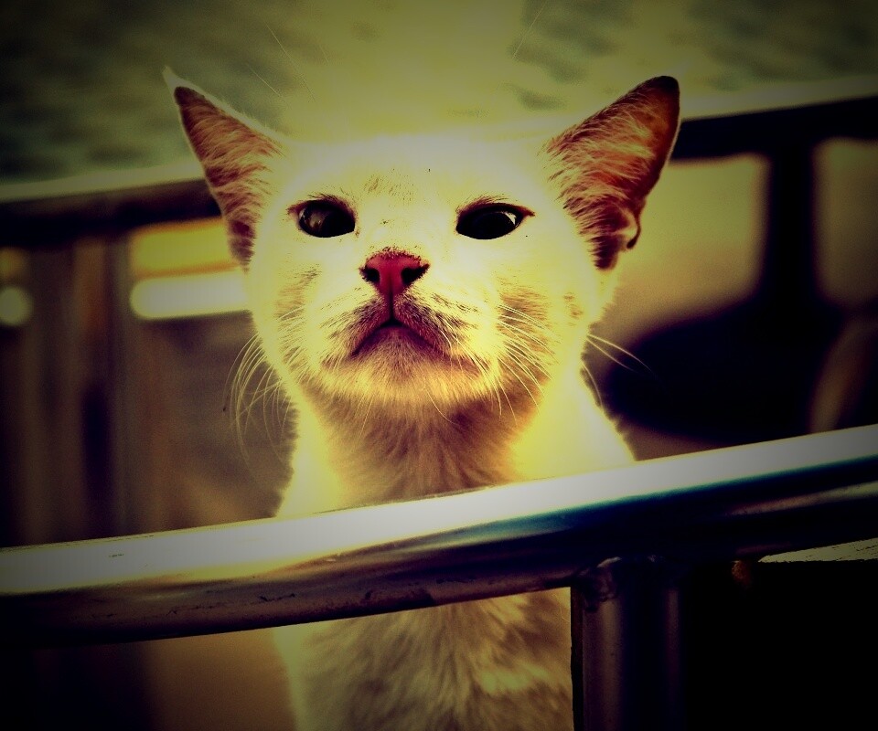 Настороженно принюхивающийся кот обои