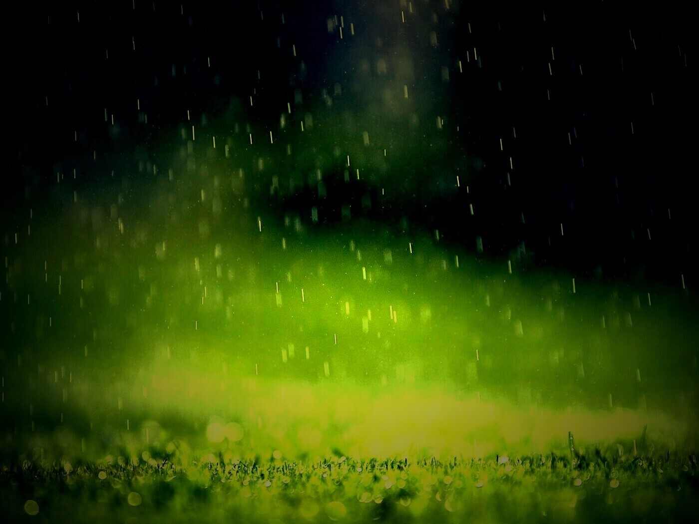 Трава под дождем обои