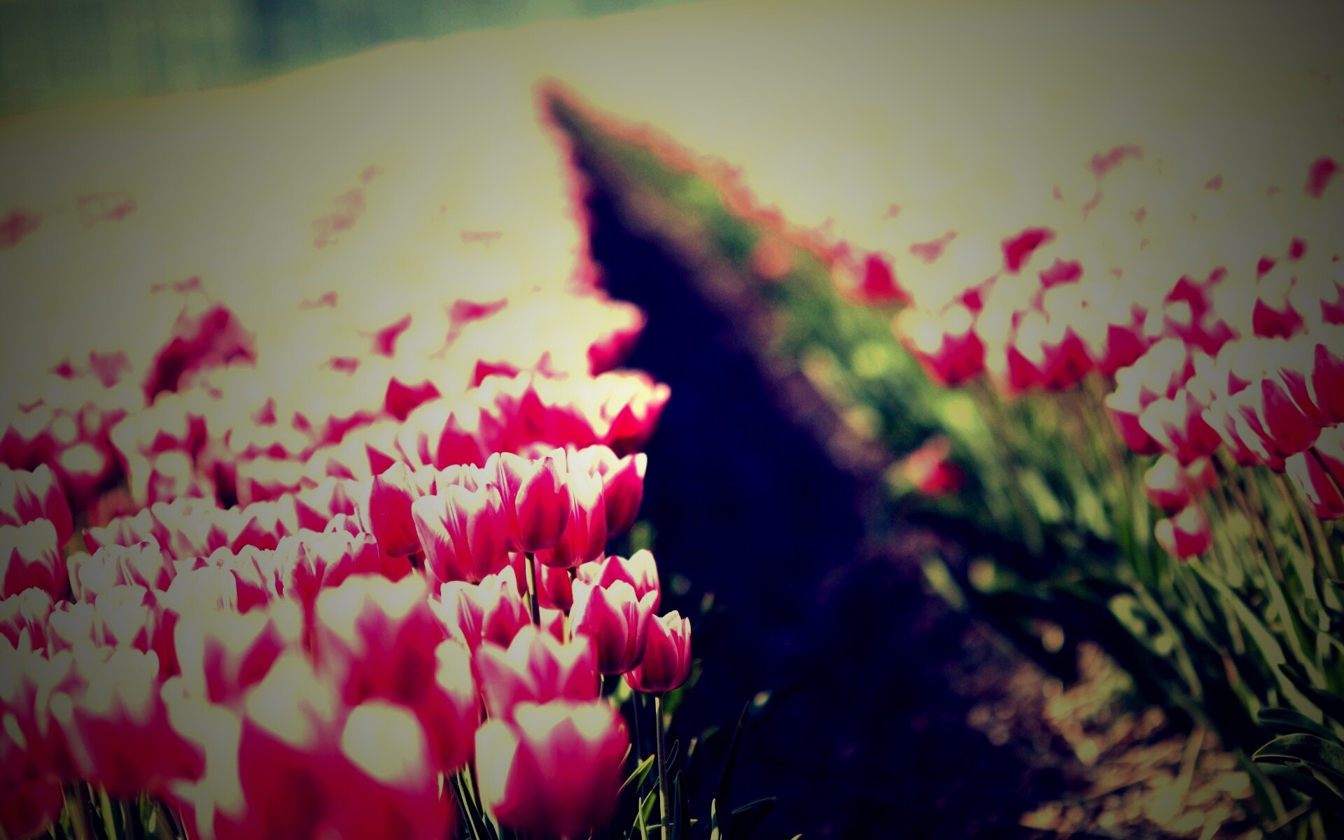 Тюльпаны розовые поле бесплатно