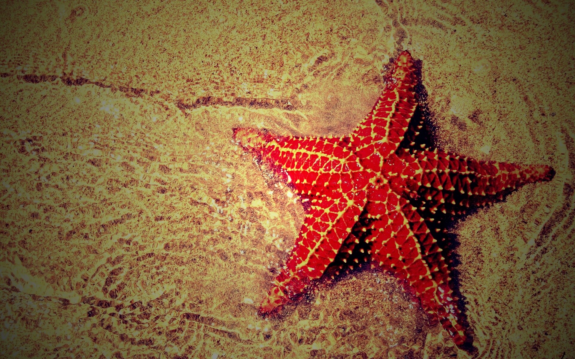 Красная морская звезда бесплатно