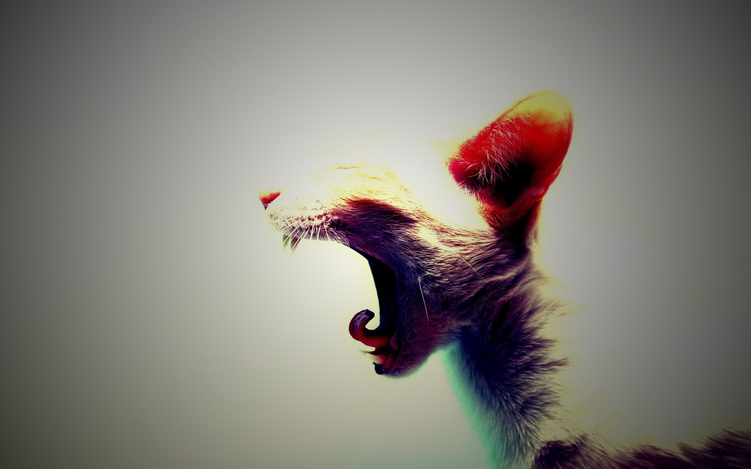 кот зевает cat yawns скачать